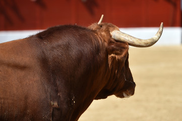 spanish bull with big horns