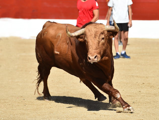 spanish bull with big horns
