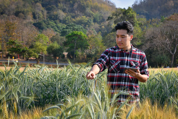 Young men use laptops Research of barley varieties in experimental plots, agricultural and...
