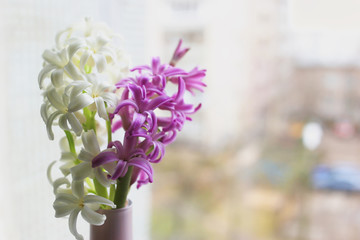 Hyacinth flowers in a pink vase