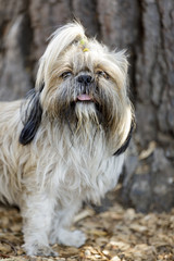 Naklejka na ściany i meble Shih Tzu Portrait. Off-leash dog park in Northern California.