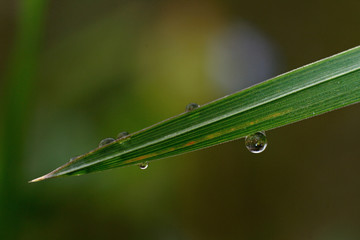 drops on grass