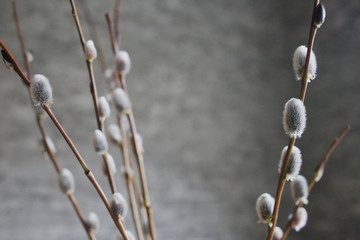 Sprigs of willow Easter background. The concept of spring.