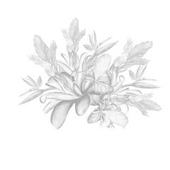 Beautiful tropical flower botany art illustration