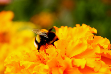 Close-up of a  bumblebee on a yellow flower in a summer garden