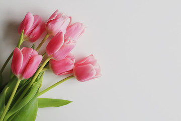 Pink tulips on a white background. Spring concept. Greeting card.