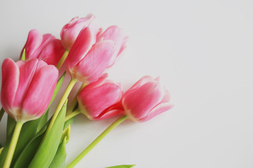 Pink tulips on a white background. Spring concept. Greeting card.