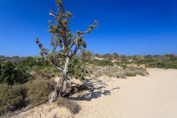 isola di Chrissi a Creta