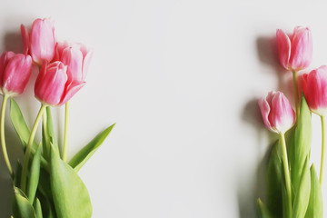 Pink tulips on a white background. Spring concept. Greeting card.