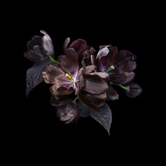 Fototapeta na wymiar Black tulips isolated on black background. Floral arrangement, bouquet of garden flowers. Can be used for invitations, greeting, wedding card.