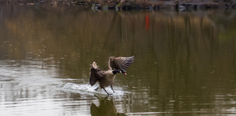 duck in motion landing into the lake