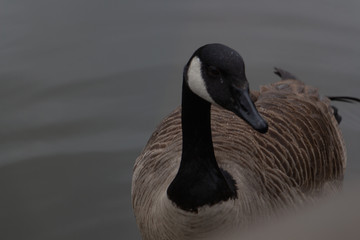 close up of canadian goose swimming in water