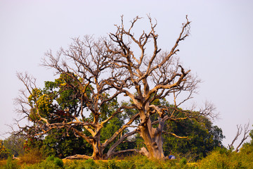 Shot lover Nature