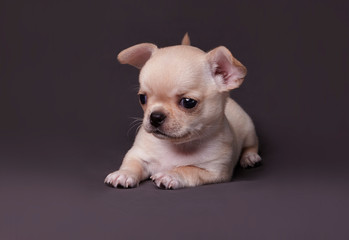 chihuahua on gray background