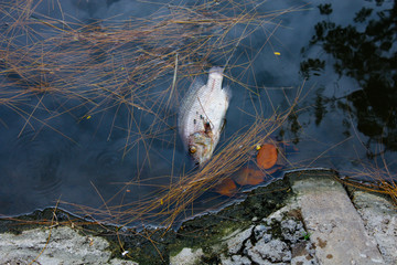 WATER POLLUTION AND DEAD FISH