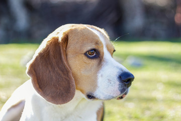 Portrait of a young tricolor Beagle, lying on the grass and watching intently