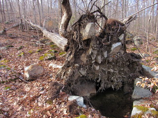 View of an uprooted fallen tree in the forest in autumn 