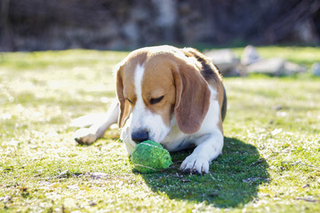 Young tricolor beagle, lying on the grass and watching intently next to his ball after playing