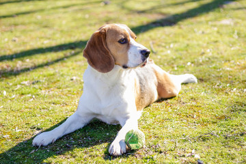 Young tricolor beagle, resting on the grass during a sunny day next to his ball after playing with it