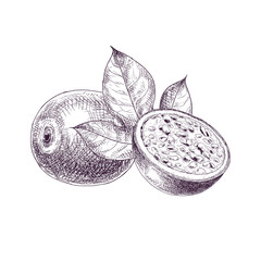 Hand drawn passion fruit. Set sketches with cut passion fruit and leaf. Vector illustration isolated on white background.