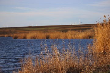 Obraz na płótnie Canvas Reeds in lake