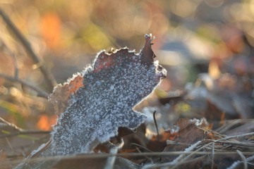 The first autumn frosts, frosty morning.