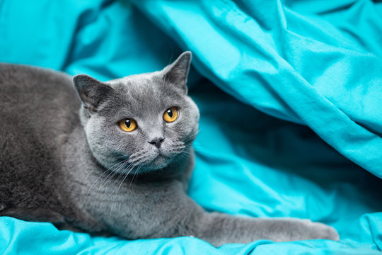 British cat relaxing on blue bed sheet . British shorthair