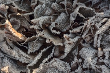 The first autumn frosts, frosty morning.