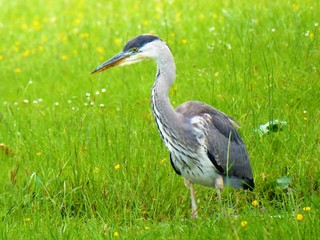 Close-up of an adult Grey Heron (Ardea cinerea).