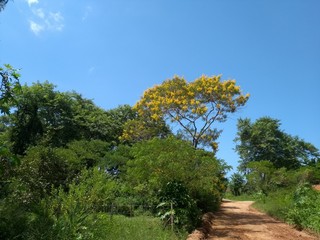 Fototapeta premium Ipê amarelo