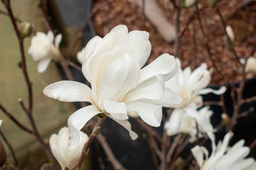 Fototapeta na wymiar Magnolia Flower