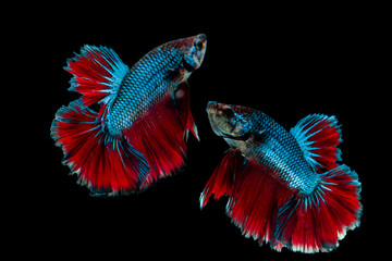 Fototapeta premium Multi color Siamese fighting fish(Rosetail),fighting fish,Betta splendens,on black background
