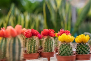 Small cacti with red and yellow flowers in pots