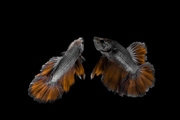 Multi color Siamese fighting fish(Rosetail),fighting fish,Betta splendens,on black background