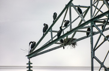 High voltage electrical pole. Birds perched on it.
