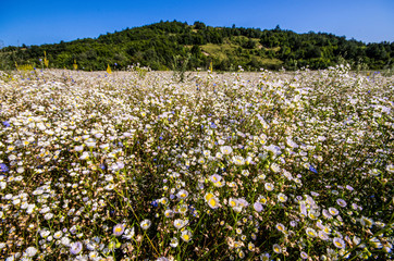 A meadow with flowering white margaritas against a green hill.