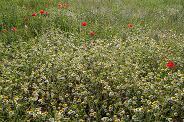 Glade with flowering chamomile and red poppies.