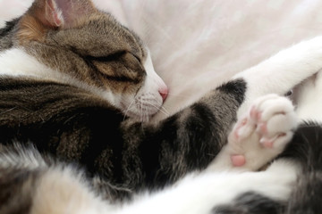 Fototapeta na wymiar Cute tabby cat sleeping on a pillow. Selective focus.