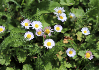 Wild Bellis perennis flowers in meadow.Bellis is a genus of flowering plants in the daisy...
