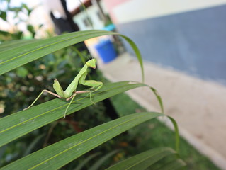 Mantis perched on a leaf, looking for prey.