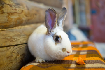 rabbit