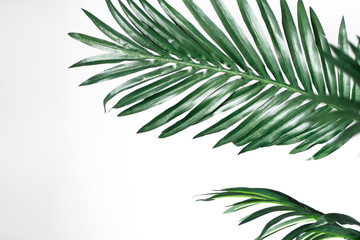 Fototapeta na wymiar green tropical palm leaves on white background