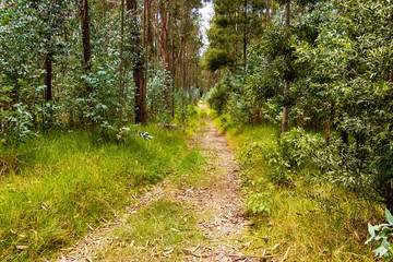 Fototapeta premium Paipa