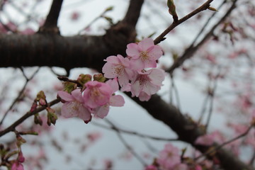 河津桜