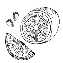 Obraz premium Hand drawn vector illustration - Collections of Lemons. Blossom plant with leaves