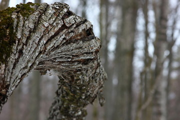 twisted tree trunk with an expressive texture