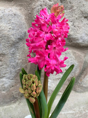 Hyacinth flower in a pot. The first spring flowers. Indoor plant.
