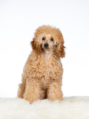 Cute toy poodle puppy  portrait. Imake taken in a studio with white background.