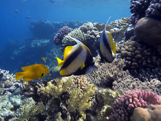 Fototapeta na wymiar Pennant coralfish, longfin bannerfish, reef bannerfish