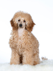 Cute toy poodle puppy  portrait. Imake taken in a studio with white background.